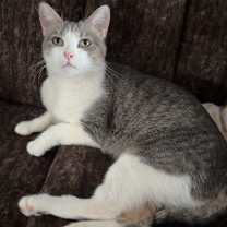 Thumbnail photo of Bonnette--In Foster #4