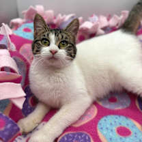 Thumbnail photo of Denae--In Foster #3