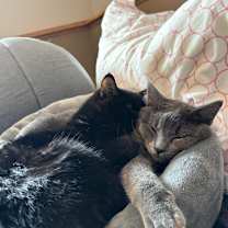 Thumbnail photo of Ashton--In Foster #4