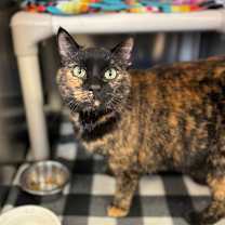 Thumbnail photo of Toffee #3