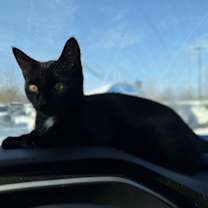 Thumbnail photo of Howard #4