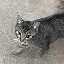 Thumbnail photo of Sage #1