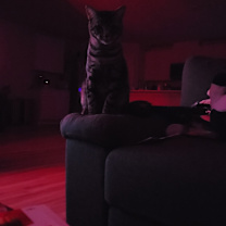 Thumbnail photo of Tatter Tot #4