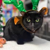 Thumbnail photo of Bashful Bat #2