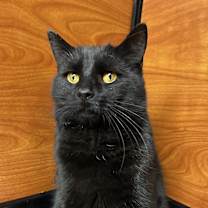 Thumbnail photo of Aslan #1