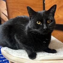 Thumbnail photo of Aslan #3