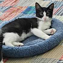 Thumbnail photo of Pinto #1