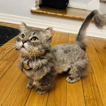 Thumbnail photo of Cody #1