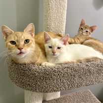 Thumbnail photo of Banana #2