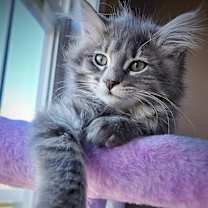 Thumbnail photo of Elphaba #4