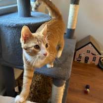 Thumbnail photo of Cheeto #1