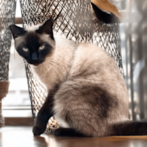 Thumbnail photo of Simon #1