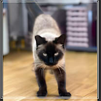 Thumbnail photo of Simon #2