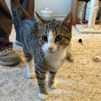 Thumbnail photo of Dorito #4