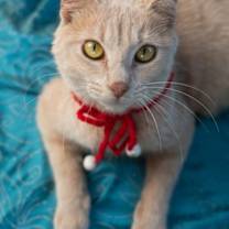 Thumbnail photo of Madam Malkin #3