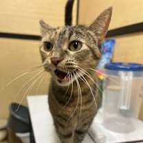 Thumbnail photo of Torbitha #2