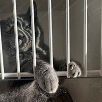 Thumbnail photo of Merry #1