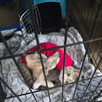 Thumbnail photo of Turtle #1