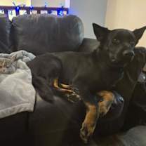 Thumbnail photo of Turtle #2