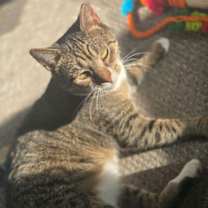 Thumbnail photo of Walnut #2