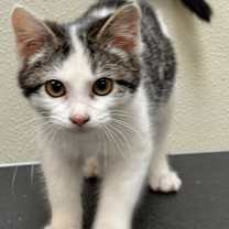 Thumbnail photo of Precious #2