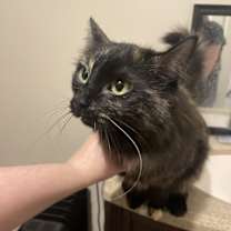 Thumbnail photo of Mocha #1