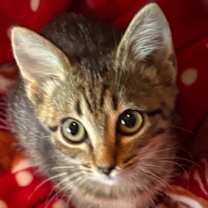 Thumbnail photo of Alora (aka Yennifer) #1