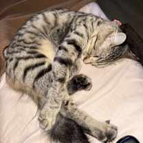 Thumbnail photo of Yuki #2