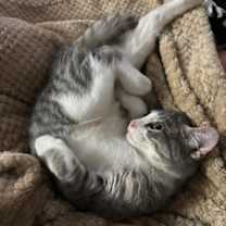 Thumbnail photo of Buttermilk #2