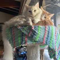 Thumbnail photo of Johnny and Angel #1