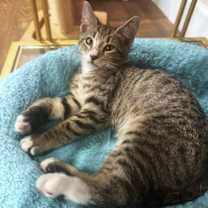 Thumbnail photo of Turbo #3