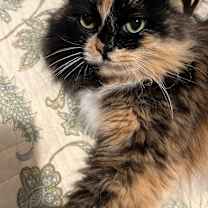 Thumbnail photo of Callie #4