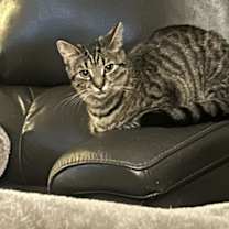 Thumbnail photo of Sweetie #2