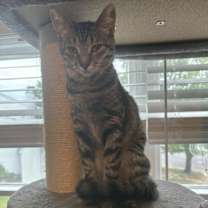 Thumbnail photo of Sweetie #3