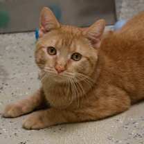 Thumbnail photo of Milo #1