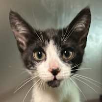 Thumbnail photo of Coconut Clarkson #1