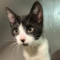 Thumbnail photo of Coconut Clarkson #2