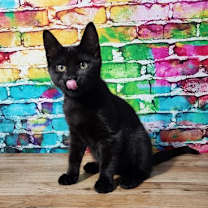 Thumbnail photo of Dahlia #2