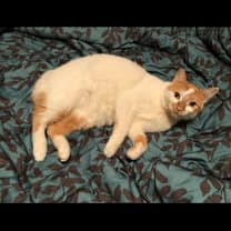 Thumbnail photo of Alfie #3