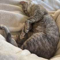 Thumbnail photo of Basil #3