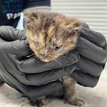 Thumbnail photo of Angel #2