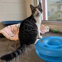 Thumbnail photo of Peppercorn #2