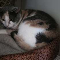 Thumbnail photo of Pixie #4