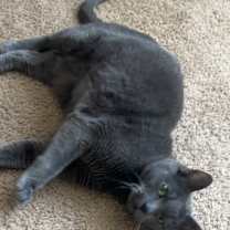 Thumbnail photo of Maxwell #2