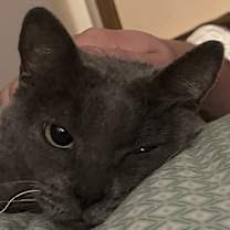 Thumbnail photo of Maxwell #4