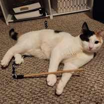 Thumbnail photo of Romaine #3