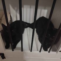 Thumbnail photo of Shadow and Raven #4