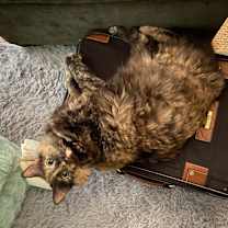 Thumbnail photo of Jojo #2