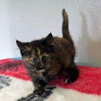 Thumbnail photo of Reeses #1