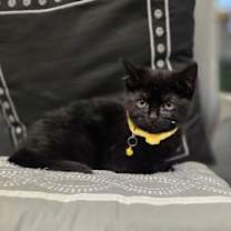 Thumbnail photo of Ammy Kits : Sammy #1